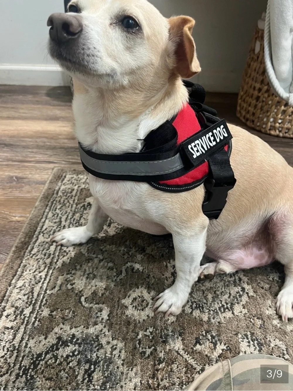 Service dog harness sz Med 25-30 lbs  Excellent condition